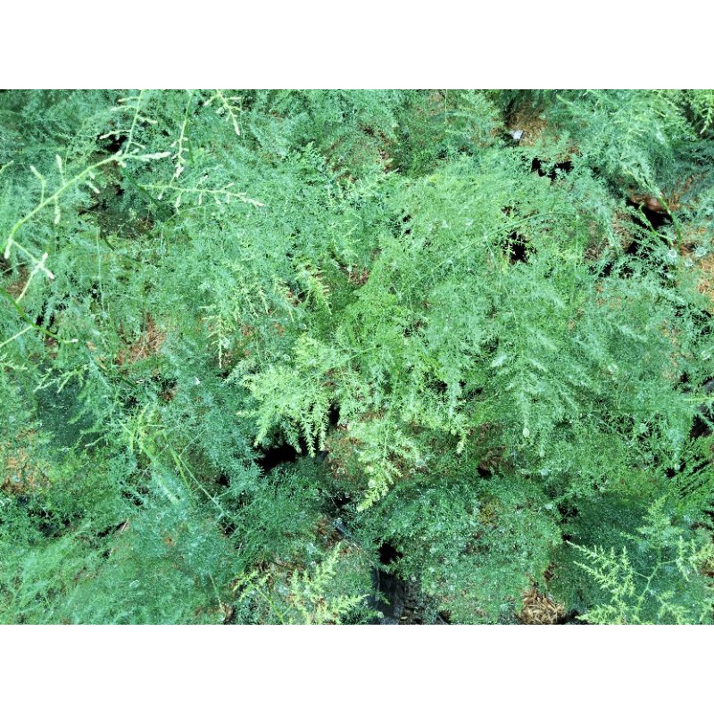 bibit tanaman asparagus