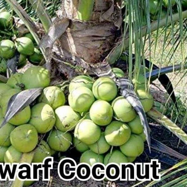 bibit kelapa dwarf coconut/ kelapa pendek