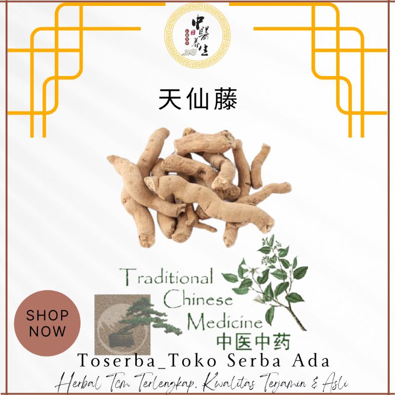 

100gr Herbal Tian Xian Teng 天仙藤 Herba Aristolochiae