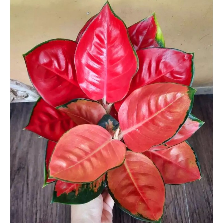Aglonema suksom jaipong (Tanaman hias aglaonema suksom jaipong) - tanaman hias hidup - bunga hidup - bunga aglonema - aglaonema merah - aglonema merah - aglaonema murah - aglonema murah