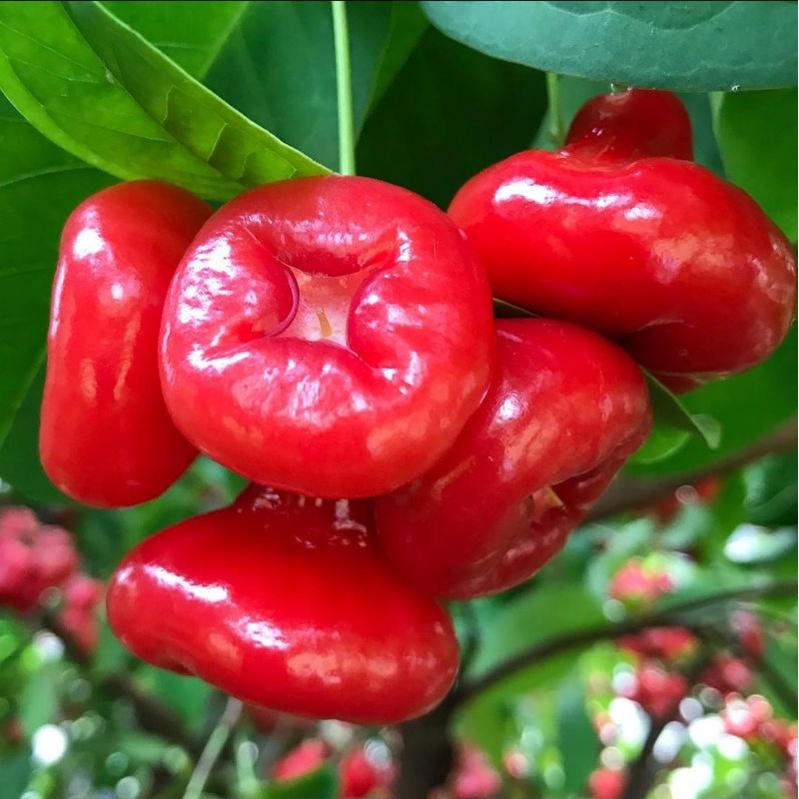 Bibit Jambu Air Kancing Merah / Benik / Wer Besar Okulasi Buatan Sendiri