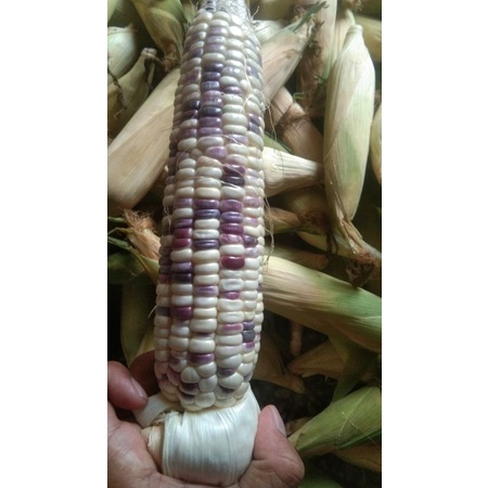 

jagung pulut putih ungu 1kg