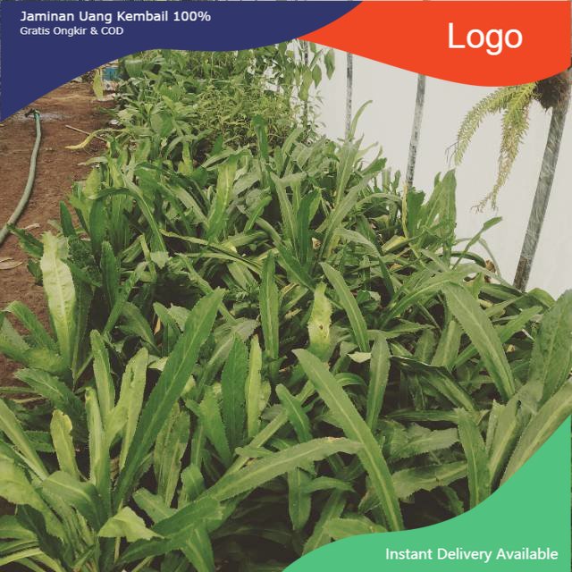 

Promo Daun walang sangit/walang cina segar 1 kg organik siap petik