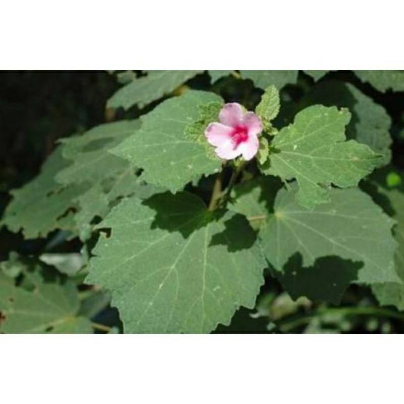 

herbal daun pulutan segar 500gram