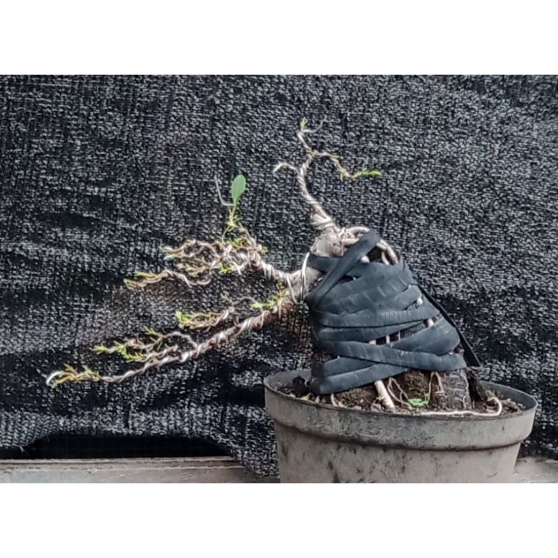 bonsai iprik akulasi kimeng on the rock