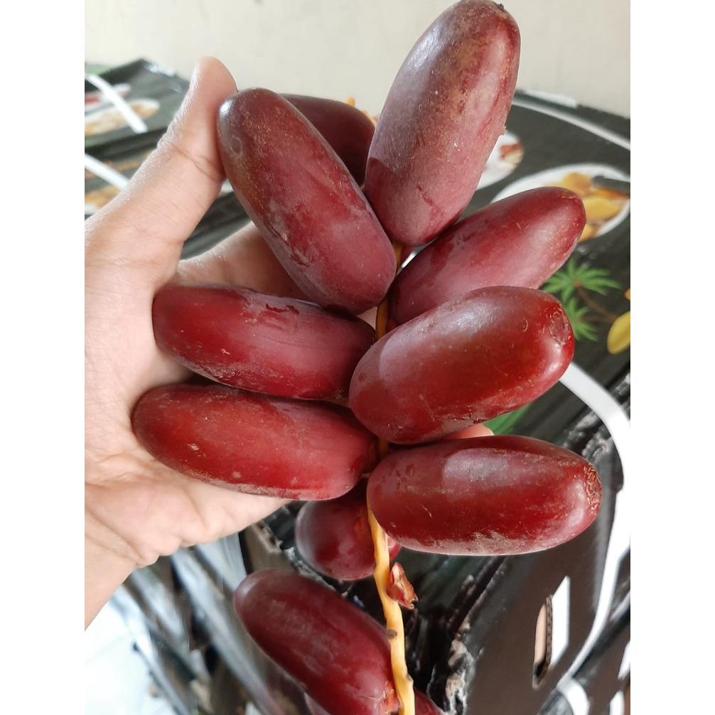 

Kurma Muda Merah Promil 250 Gr Fresh Mengkel