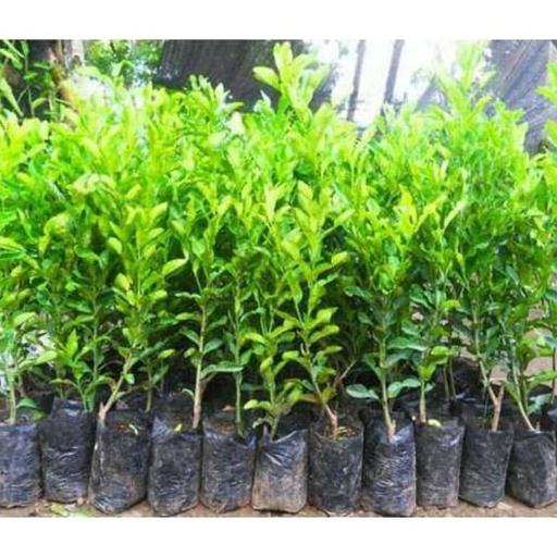 joss Bibit tanaman jeruk purut/jeruk purut viral