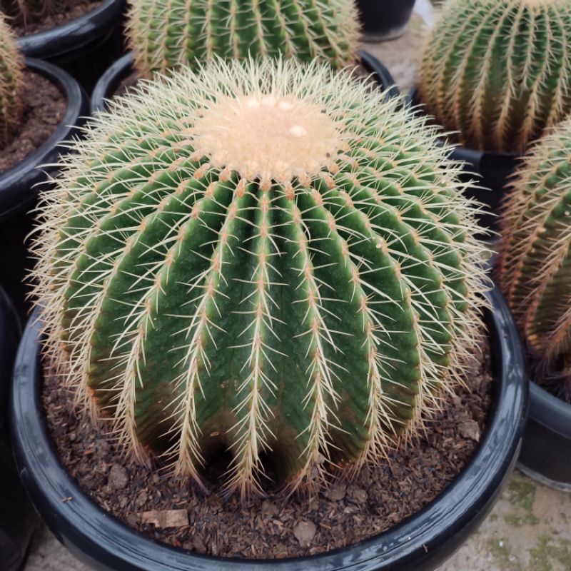 Echinocactus Grusoni/Golden Barrel Cluster | DP 35cm