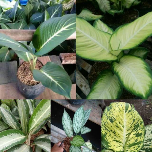 Paket 5 jenis tanaman hias aglonema - paket 5 jenis tanaman hias