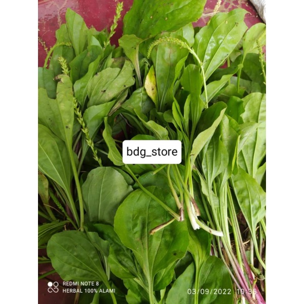 

DAUN SENDOK ATAU KI URAT SEGAR 1.KG