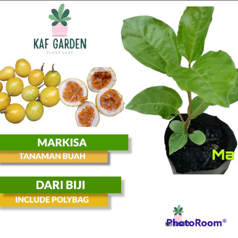 Bibit Tanaman Buah Markisa Bibit Markisa Tanaman Markisah