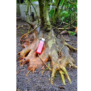 BONSAI AMPLAS PUTIH JUMBO CEPER (nego)