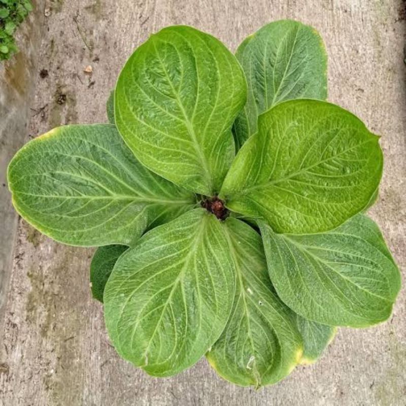 Jemani Alcapone (Tanyakan stok dan foto terlebih dahulu)