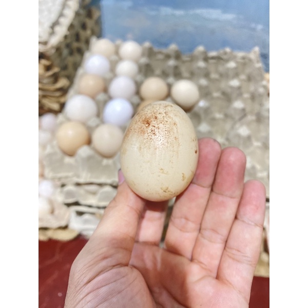 

TELUR AYAM PERDANA TEMBEAN