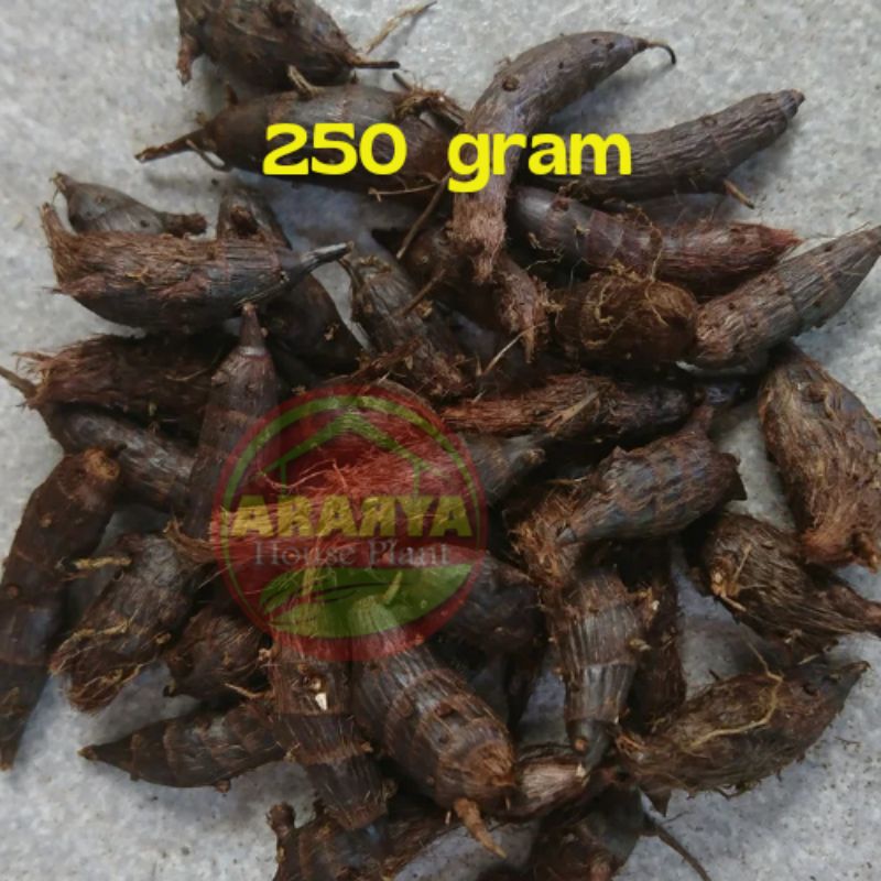 

Umbi Suket Teki Organik 250 gr Segar/Fresh Berkualitas