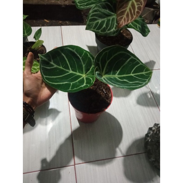 anthurium dorayaki hybrid