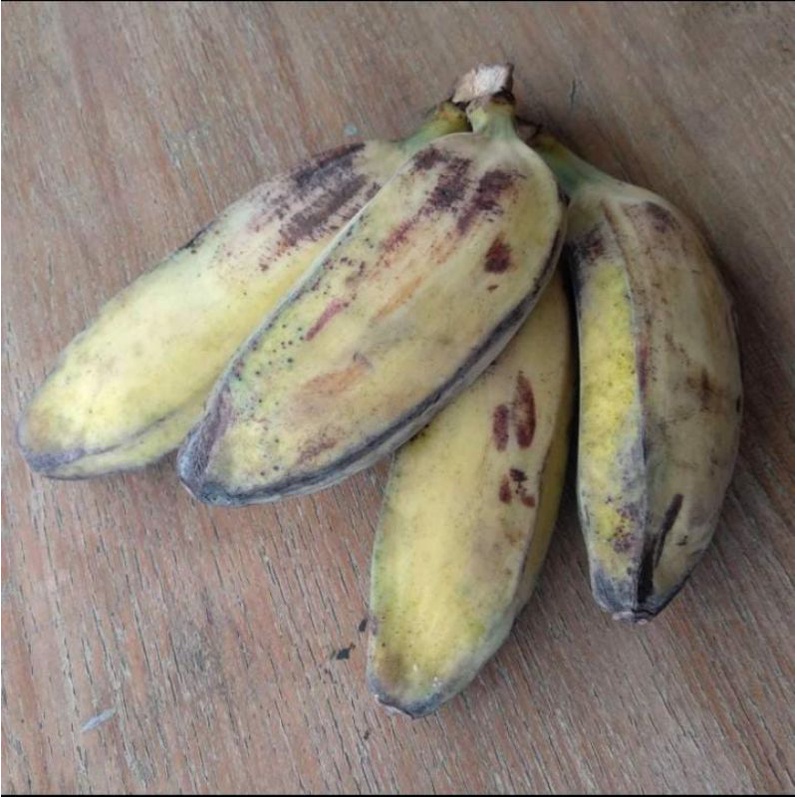 

Pisang Kepok Kuning