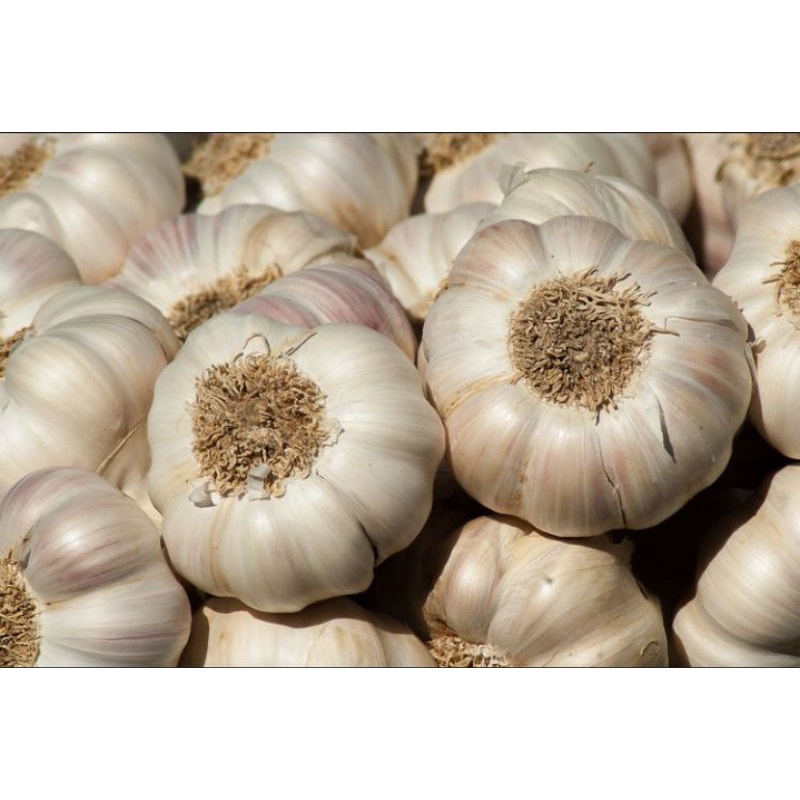 

Bawang Putih super