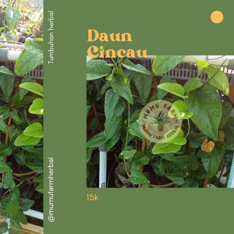 

Daun cincau segar hijau isi 100 gram cincau jelly