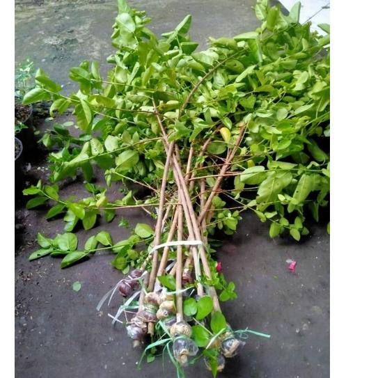 Termurah Sancang cangkok