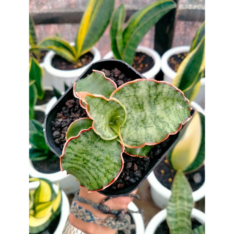 Sansevieria Silver Blue