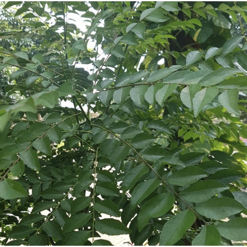 

daun kari / koja segar organik / tangkai dipetik saat pemesanan