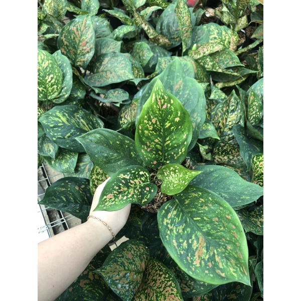 Aglaonema Ruby chiangmay