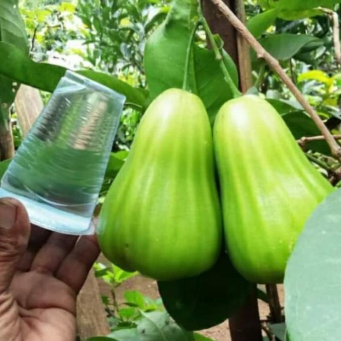 bibit tanaman jambu air green giant pohon jambu green giant okulasi