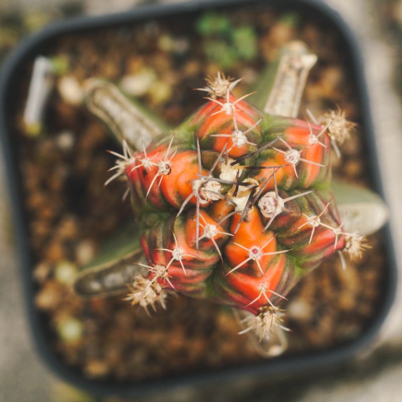 Gymno miha lucky yellow