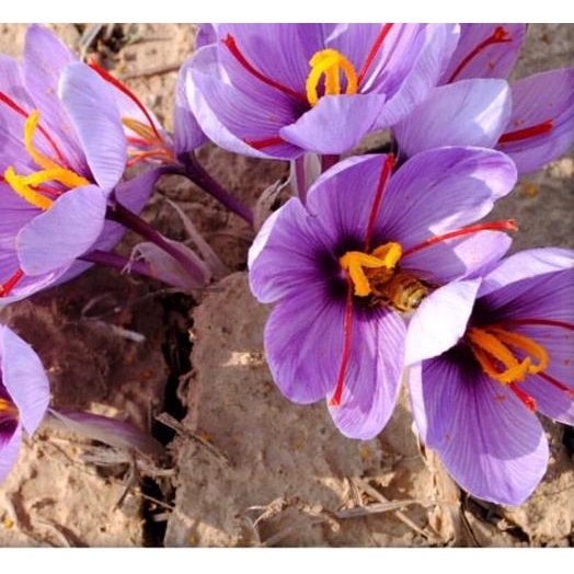 

GRATIS ONGKIR✅Saffron best quality from afgan super negin grade 1|KD7