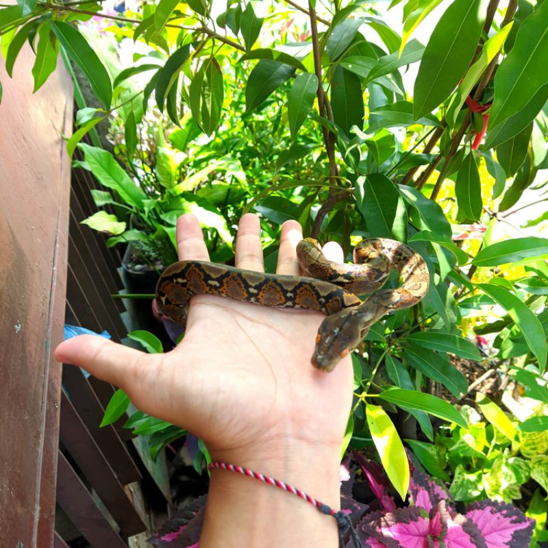 hiasan aquarium , baby retic
