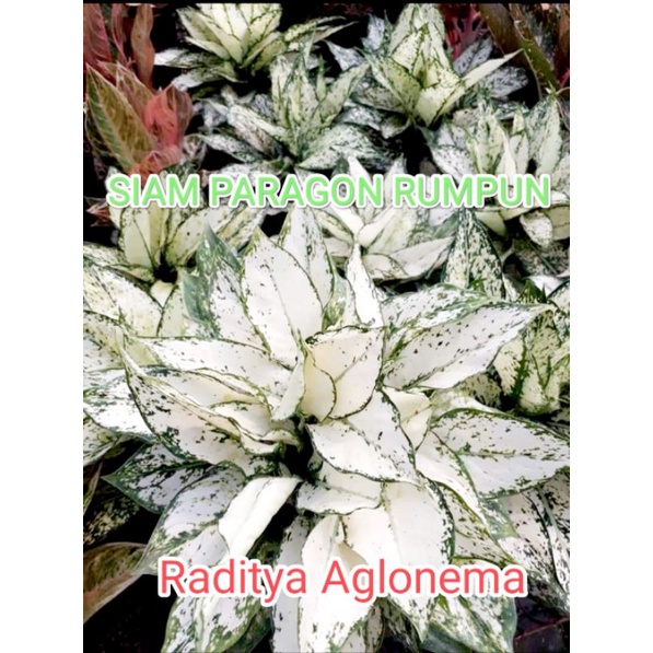 Aglonema siam paragon