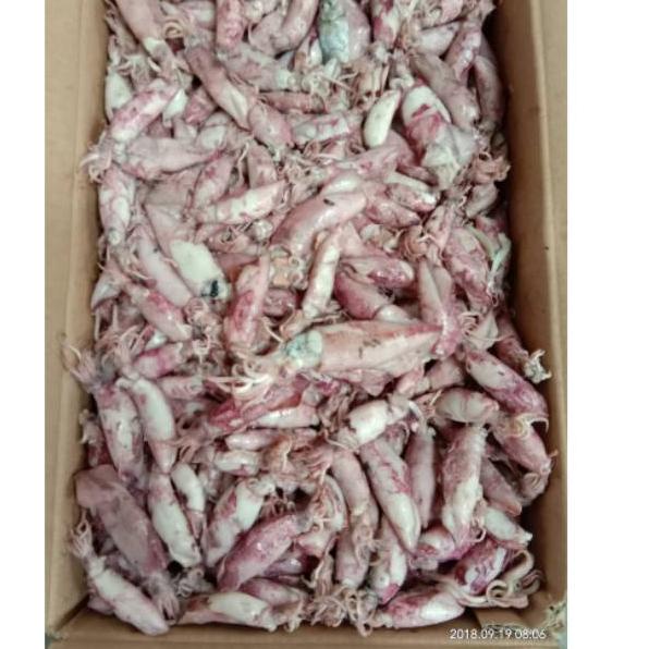 

Diskon sekarang--Ikan asin sotong jarum Top-top