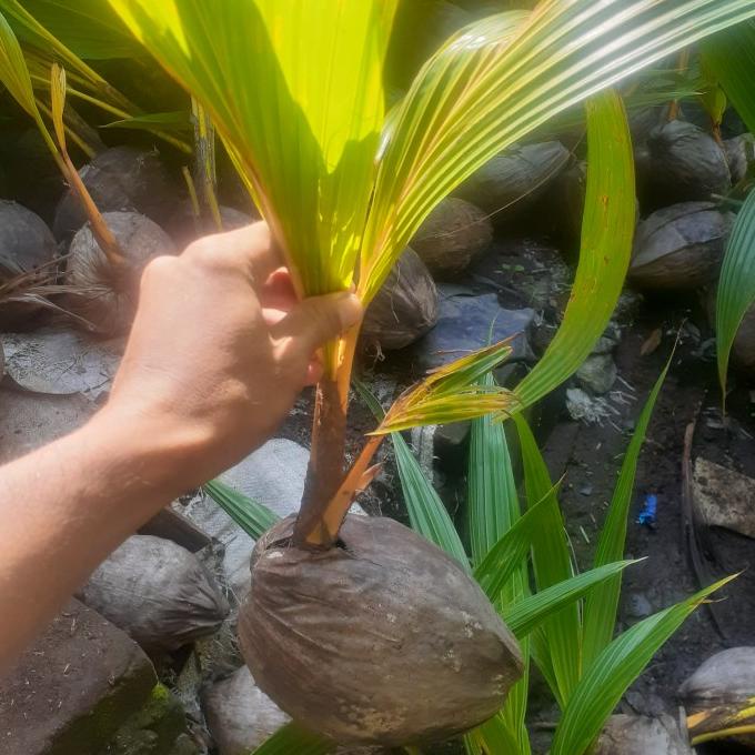 BIBIT KELAPA GADING KUNING VALID/BIBIT BUAH KELAPA GADING KUNING ASLI