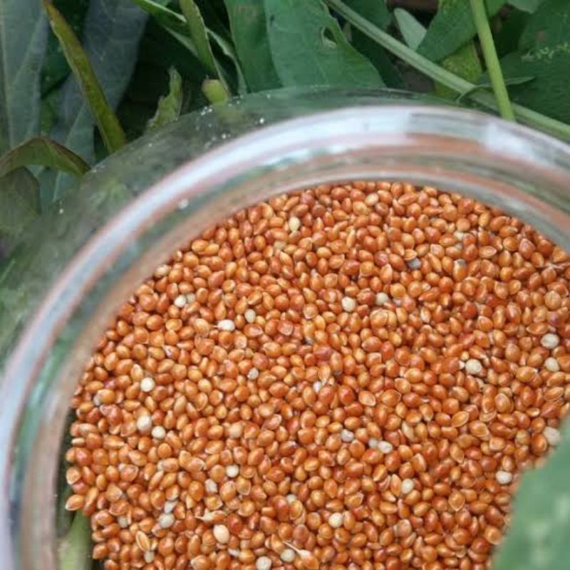 MILET MERAH PAKAN BURUNG 25 KG