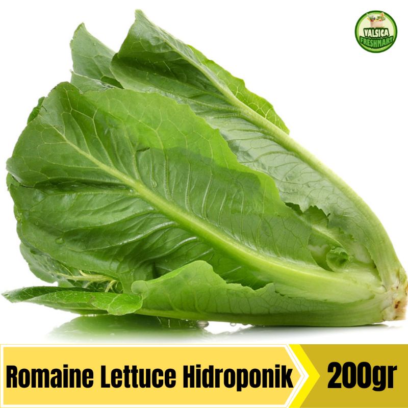 

Romaine Lettuce Hidroponik
