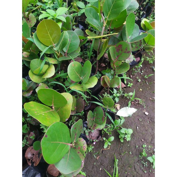 bibit pohon kokoloba anggur laut 25cm