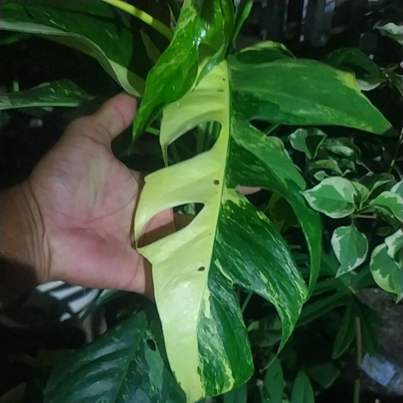 Epipremnum pinnatum variegata