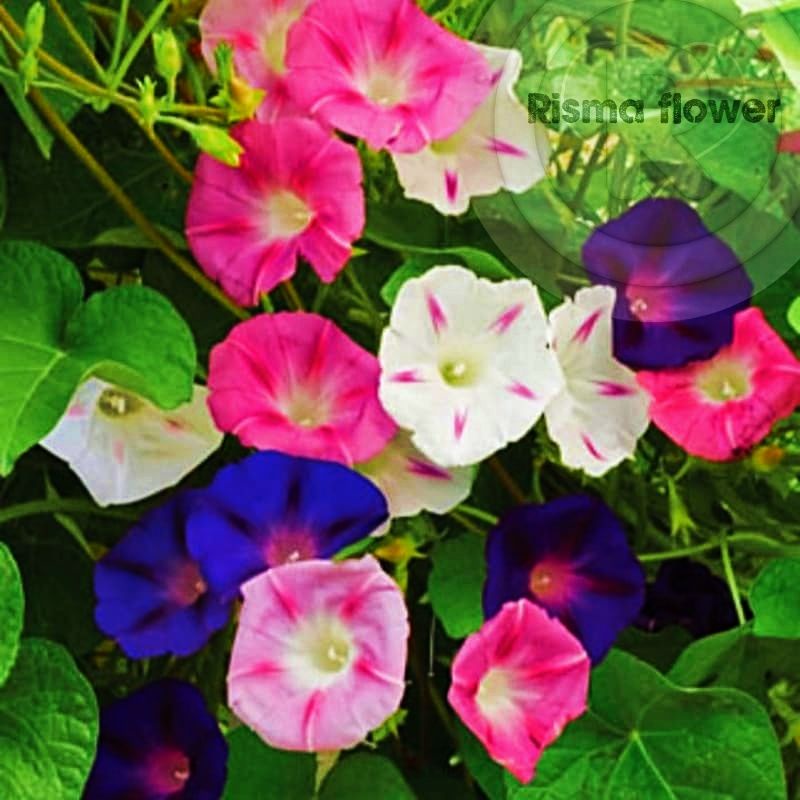 Jual Tanaman Hias Pohon Bunga Morning Glory Mix Flower Tanaman Hias Bunga Morning Glory Campur