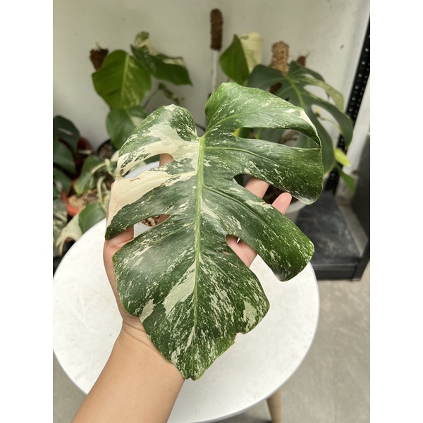 king monstera deliciosa variegata med size 1 daun pancing plus tunas