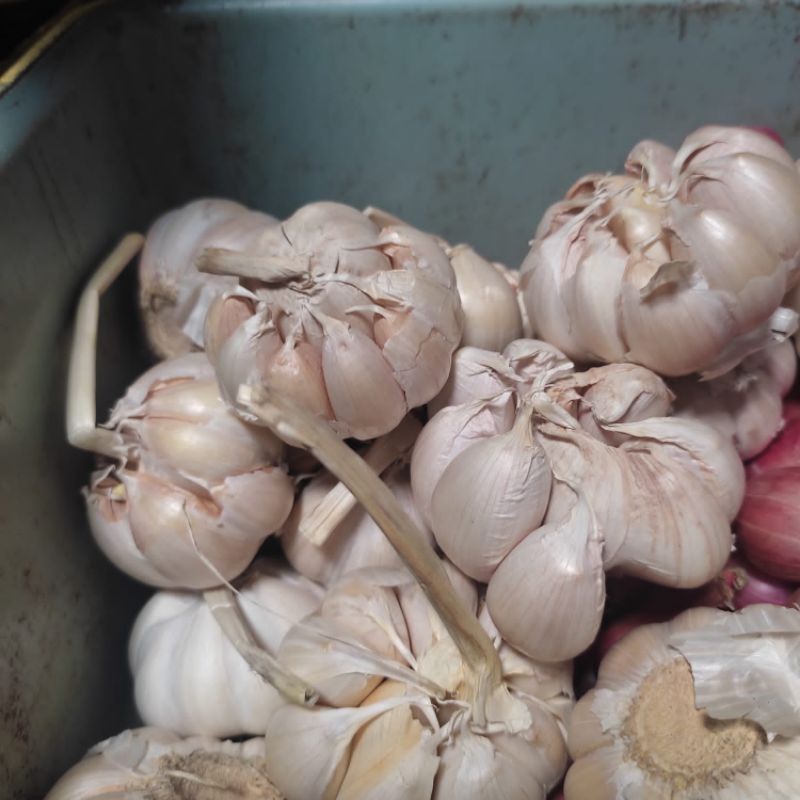 

bawang putih || besar