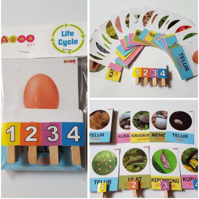 Life Cycle Animal (Flashcard Edukasi)