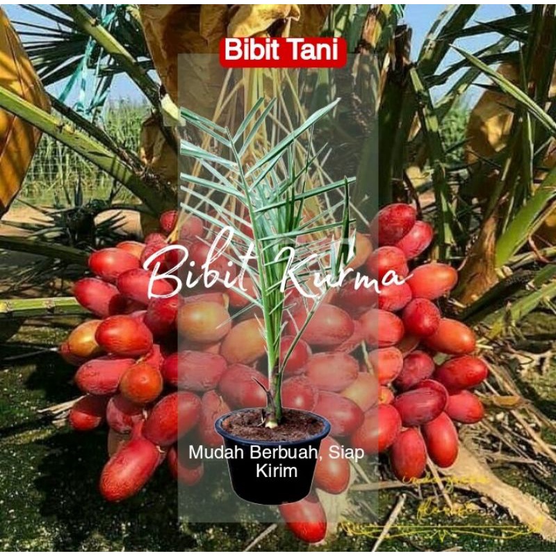 Bibit kurma thailand H1 COD