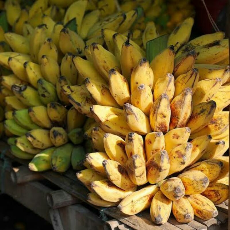 BIBIT PISANG KEPOK KUNING SUPER