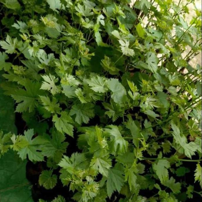 BIBIT ANGGUR IMPORT JENIS TRANS HASIL STEK BATANG