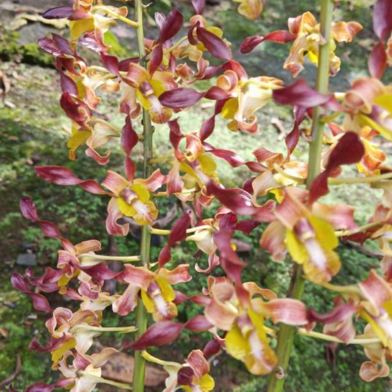 Anggrek dendrobium keriting rambo / bibit anggrek dendrobium keriting rambo / TERMURAH