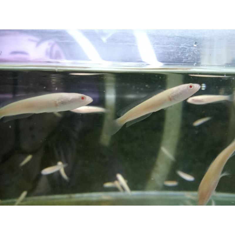 mainan striata albino ekor lurus mata merah 9-10  cm-+