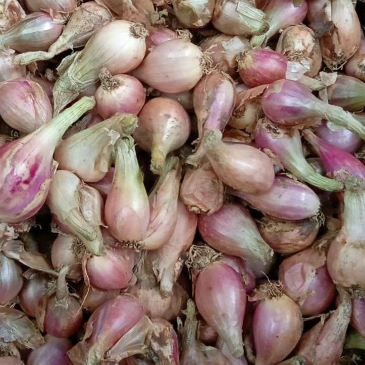 

10.10 Brand BAWANG SUMENEP ASLI, SEDANG 1KG HARGA GROSIR !!!