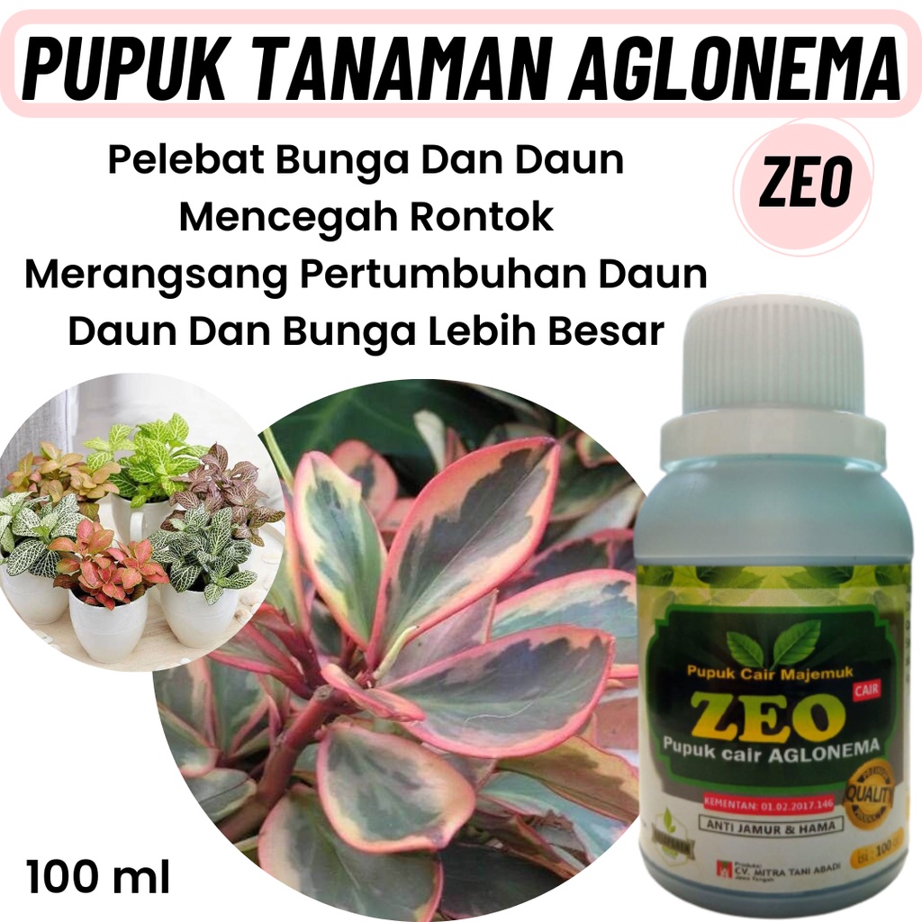Pupuk Hormon Pemicu Variegata Tanaman Hias Monstera, BISA COD Hormon Penumbuh Tunas Janda Bolong