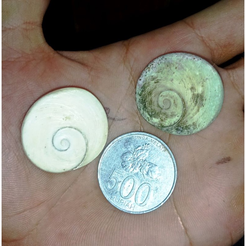 super besar keong buntet berjalan di air cukak